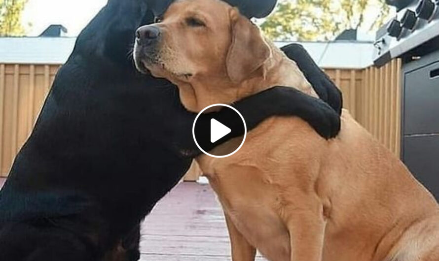 A Tale of Unwavering Friendship Between Differently Hued Dogs – ilovecars.fun