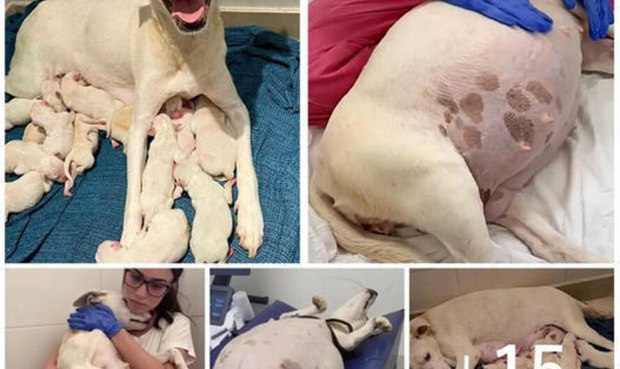 Left alone at a shelter while nine weeks pregnant, a mother dog delivers 14 adorable puppies, crafting a touching tale of new beginnings and resilience