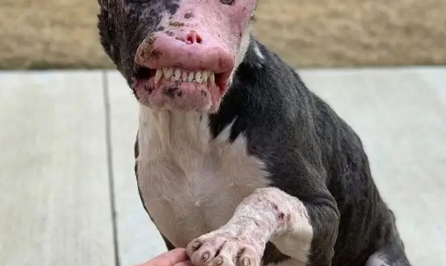 Dog Rescued Despite Autoimmune Disease Shows That True Beauty Comes From Within – ilovecars.fun