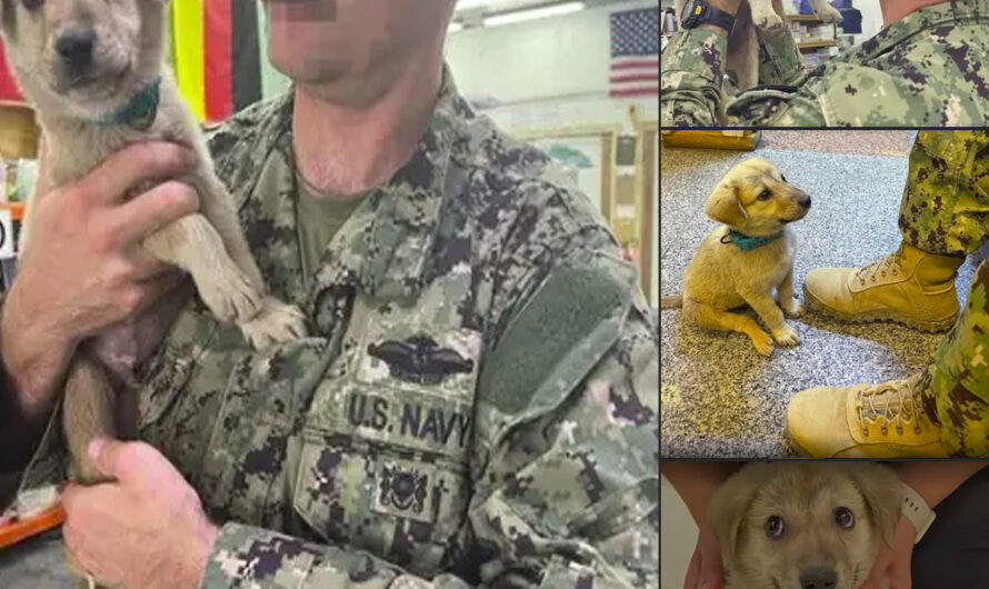 Stray puppy wanders onto naval base and finds the hero he needs to survive – ilovecars.fun