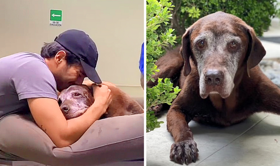 Heart-Wrenching Farewell: Man’s Deep Sorrow as Beloved Elderly Dog Takes Final Breath