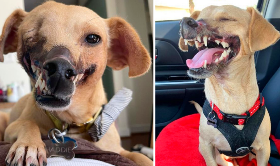 The dog labeled as ‘fighting bait,’ having once lost half her face, now bears an unrecognizable visage, a testament to the transformative power of finding a loving home that defies her tragic past