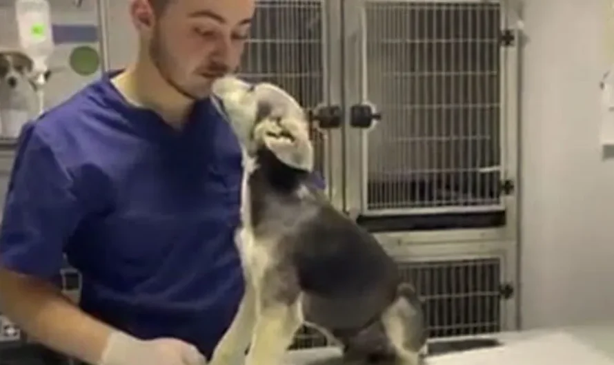 A Pup Who Ran Away From Abusive Owner Finally Gets To Experience True Love