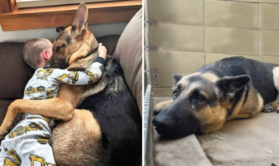 A formerly overlooked rescue dog finds joy in its newfound home, capturing hearts as it transforms into a dedicated protector, particularly watchful over a child.