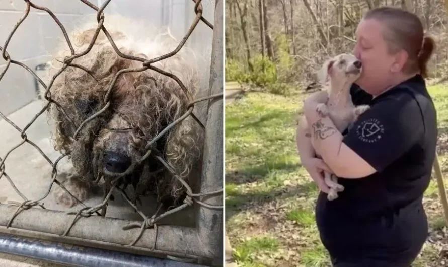 Blind Senior Pup Couldn’t Contain His Excitement When He Smelled His Beloved Family After Being Missing For Years