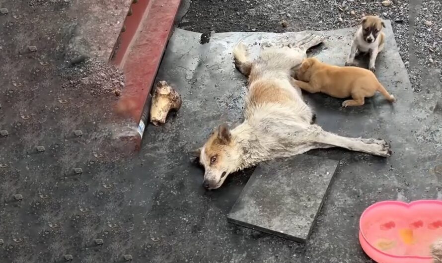 Mother Dog Was Unmoved For 14 Days, Looking At Innocent Little Puppies, She Doesn’t Want To Give Up