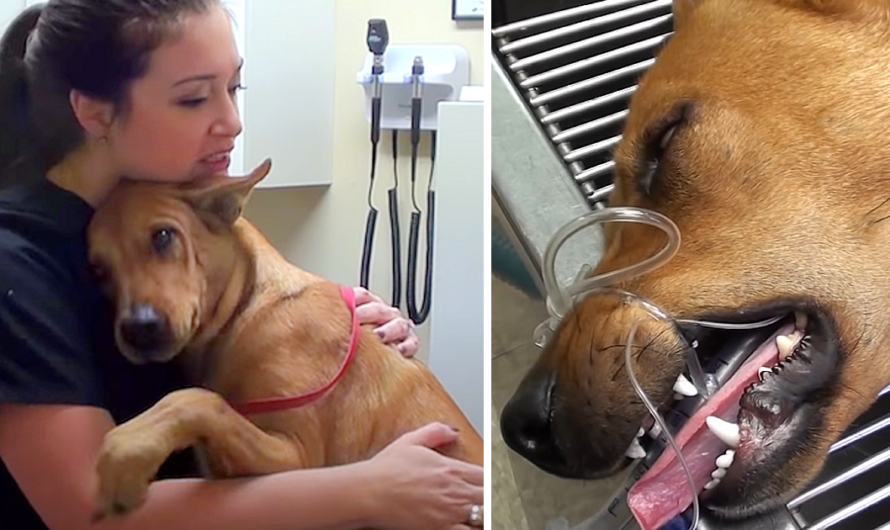 A dog, rescued from imminent euthanasia with only minutes to spare, has gained fame for offering the most heartwarming embraces.