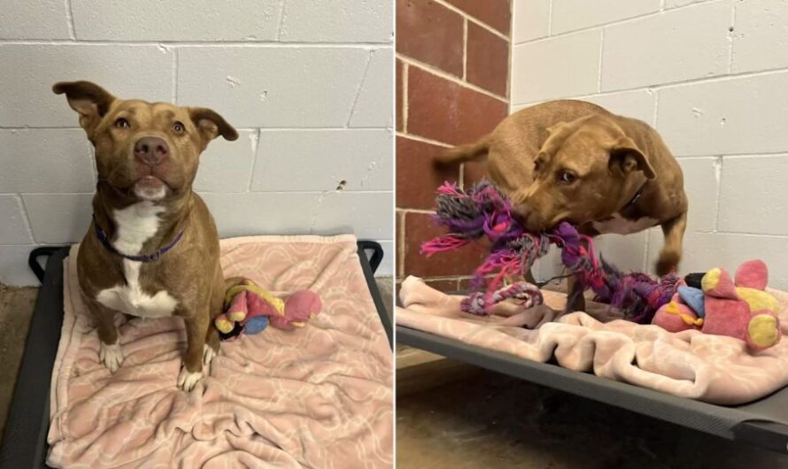 The Only Pup In Shelter Who Didn’t Get Adopted Plays With Her ‘Imaginary Friends’