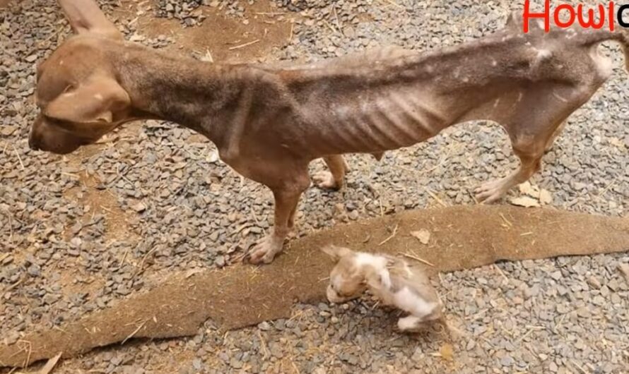 Heart-Wrenching Appeal: Desperate Cry of a Starving Mother Dog for Her Puppy’s Survival