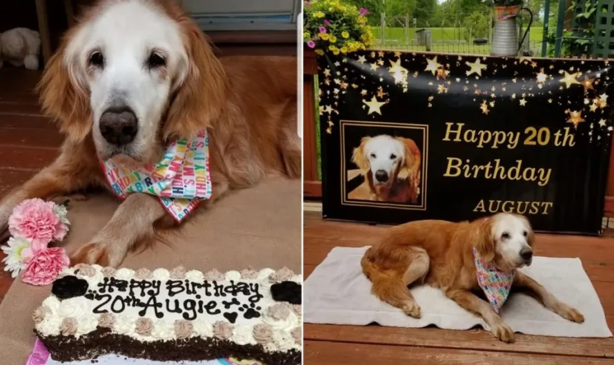 Meet 20-Year Old Augie Who Was The Oldest Golden Retriever In History