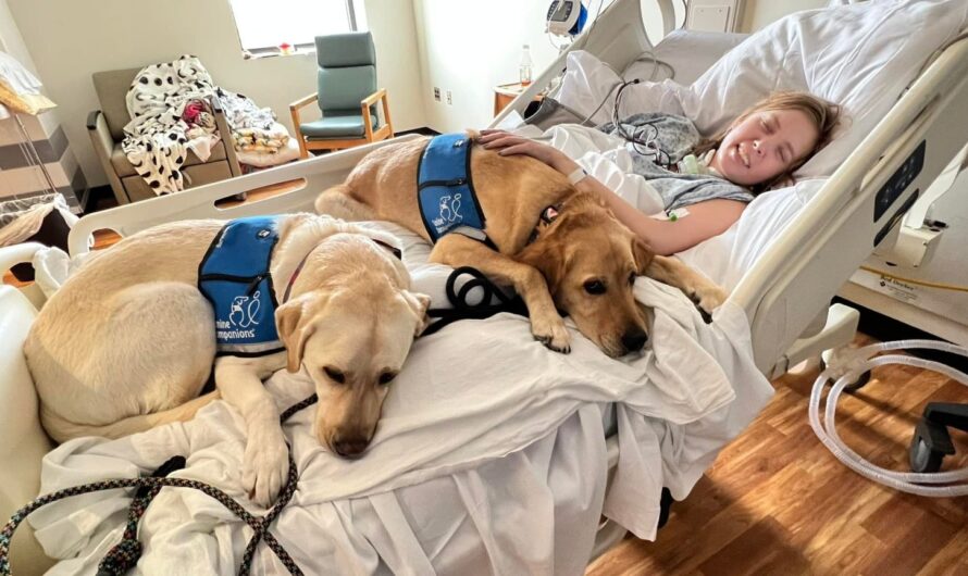 A touching story about a devoted dog who becomes a protector, bringing solace and love to a young girl lying in a hospital bed, winning over everyone with its unwavering affection and kindness.