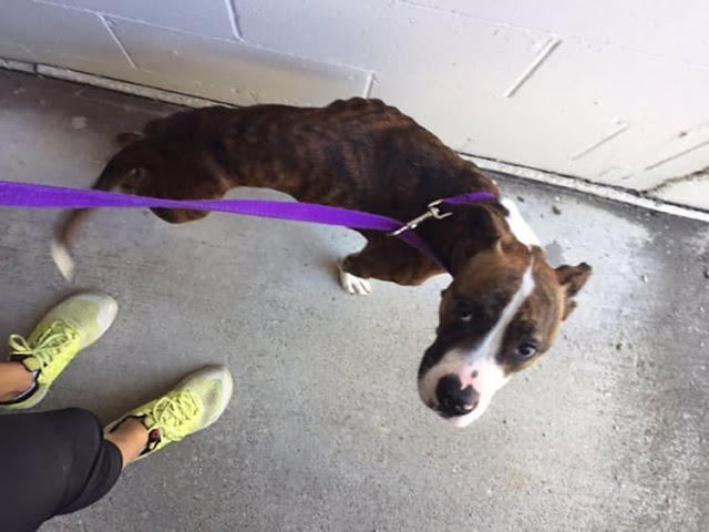 Unwanted Dog Dumped At Park Gets Adopted By The Cop That Rescued Her.