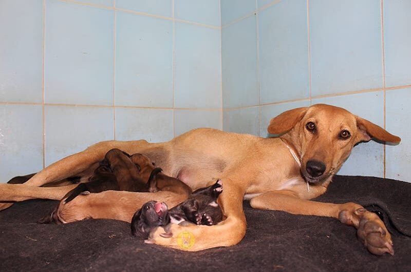 A mother’s boundless love: The mother dog’s hug shows her enduring love for her poor puppies. Even though she is exhausted and breathing rapidly, she still tries to hug them completely