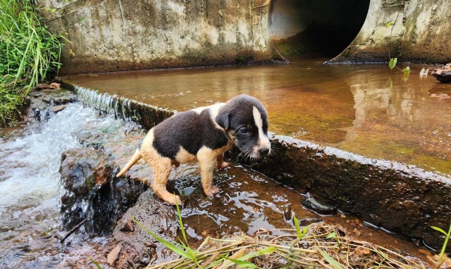 Rescue of a Scared Abandoned Puppy with a Small Surprise!