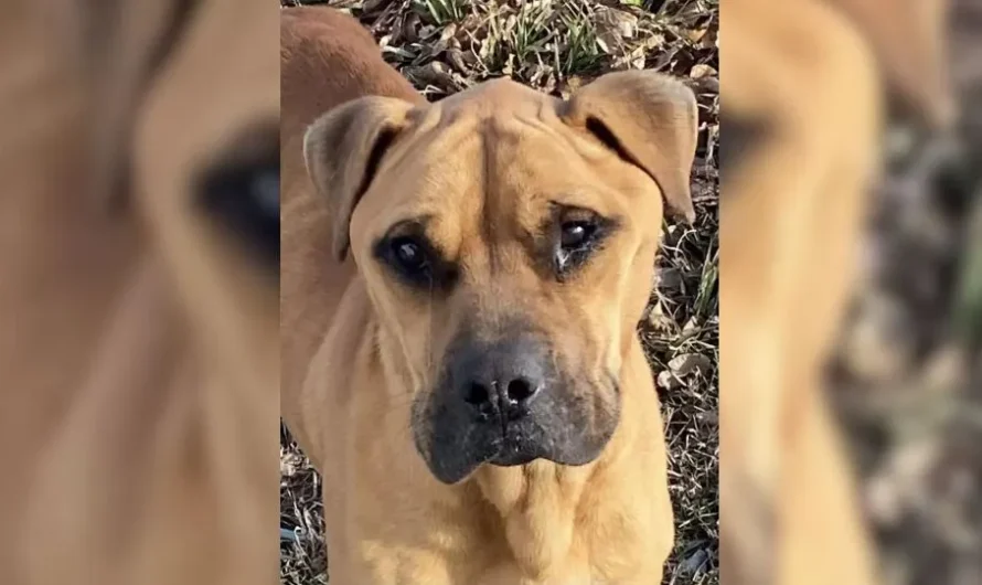 A Sad Pup Who Was Abandoned By His Family Meets His Rescuer With Tears in His Eyes