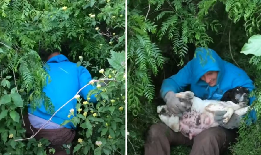 A compassionate passerby discovers a pregnant stray dog concealed in the bushes and acts promptly to rescue her before she gives birth to her puppies