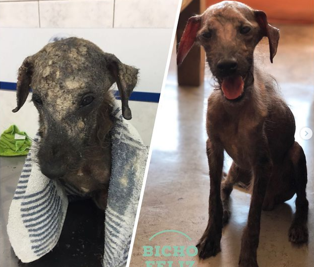 On the brink of death, a skeletal stray dog is saved by a guardian angel, undergoing a journey of health restoration and granted a second chance at life