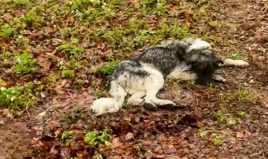 Rescuers Discover A Dog Lying On The Frozen Ground Moments Before The Inevitable Happens