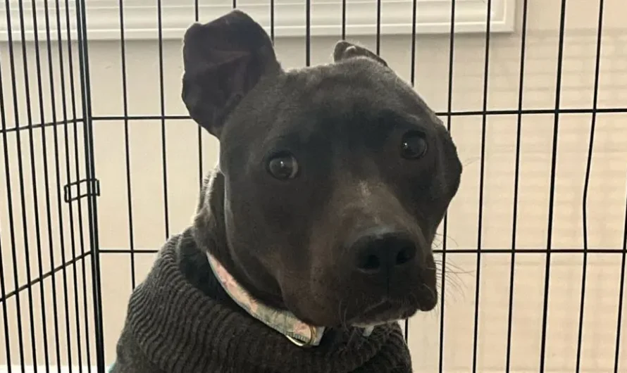 A Woman Gave This Unwanted Black Pit Bull A New Home And Turned Her Life Into A Fairytale