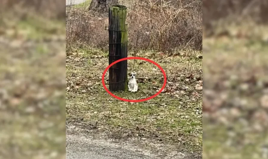 Driver Felt Saddened When He Looked Out Of The Window And Noticed A Little Creature Tied To A Tree