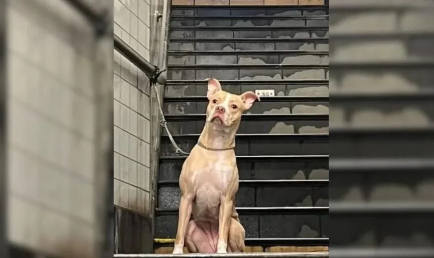 Woman’s Heart Races As She Discovers An Abandoned Dog Tied To A Subway Station Pole