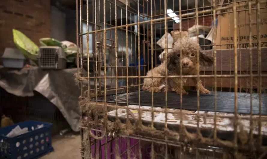 Poodle Rescued from Dark Basement of Puppy Mill Experiences Sunlight for the First Time in Heartwarming Transformation