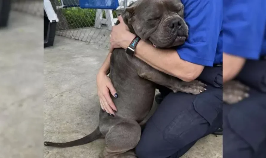 Poor Rescue Dog Gives His Rescuers The Biggest Hug Ever