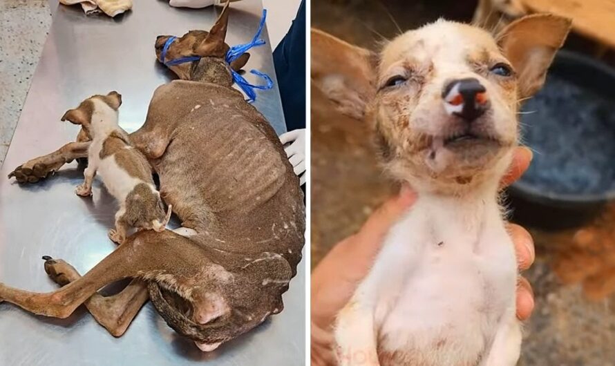 Eyes of Despair: The Emaciated Mother Dog’s Heartfelt Plea for Her Pup’s Life and Hope