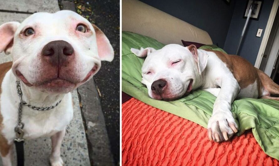 The formerly stray Pitbull, once rescued, now wears a perpetual smile—a testament to discovering comfort after enduring harsh times on the streets