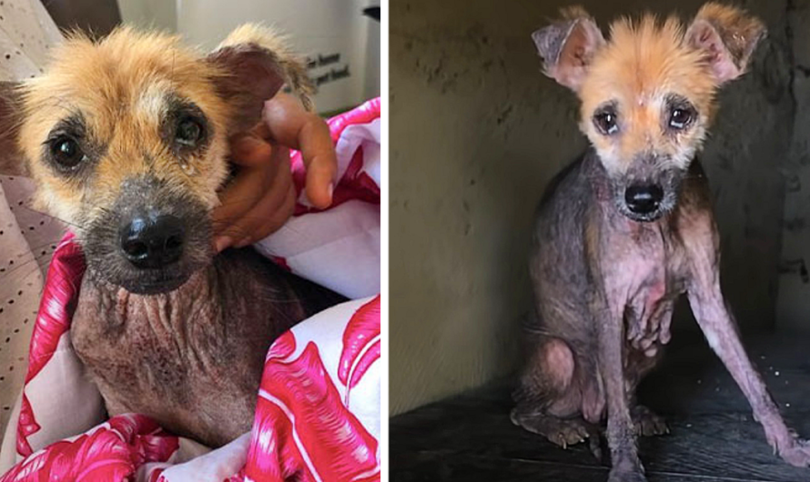 An abandoned dog’s life transforms from the streets of Bali to luxurious comfort when she finds her forever family-