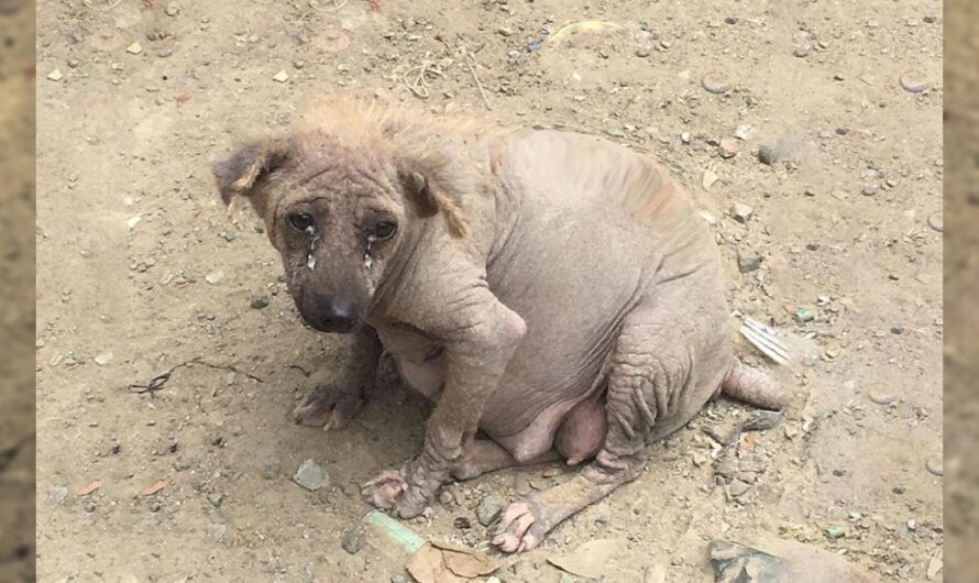 Faced with abandonment at a landfill, a steadfast pregnant dog overcomes challenges, propelled by unwavering determination for the imminent birth of her puppies-