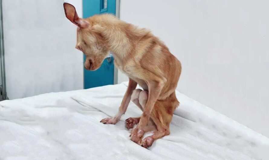 From Malnutrition to Dazzling Beauty: The Magical Transformation of a Chihuahua, Celebrating the Power of Compassionate Love