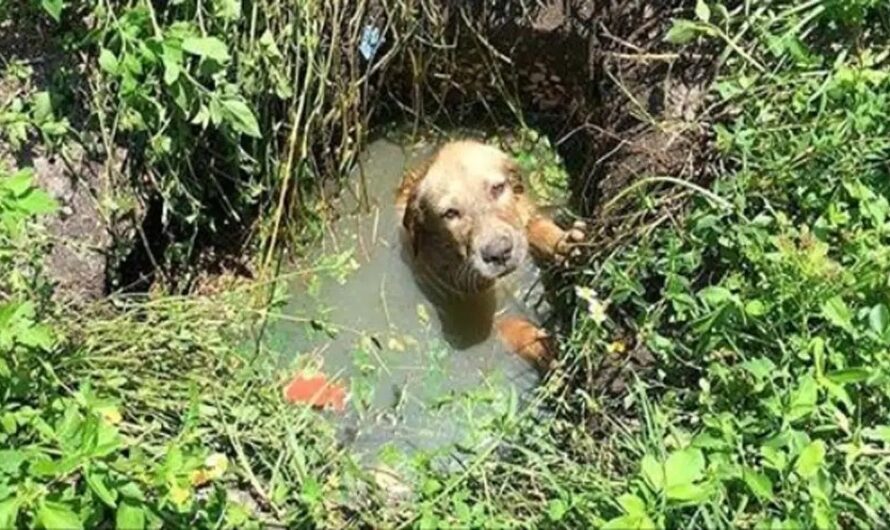 A brave police officer heroically rescues a small, adorable puppy from a perilous situation in the water. Moved by the experience, the officer decides to adopt the puppy, providing it with a safe and nurturing new home.