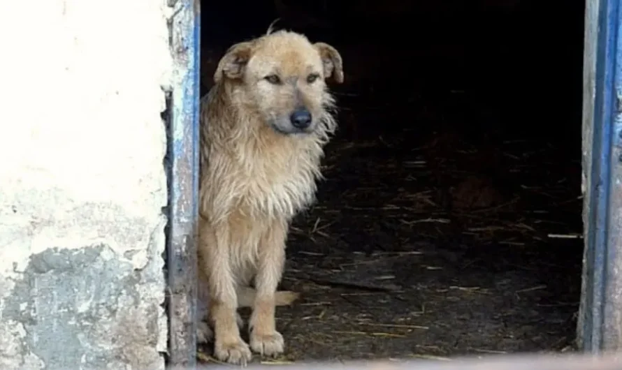 A Stray Pup Remembers What Life Is All About After Being Rescued