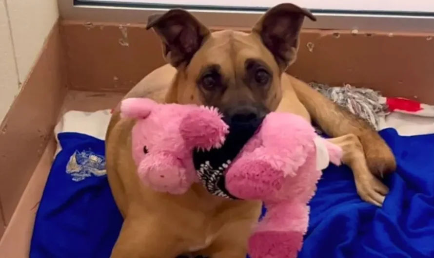 Overlooked Shelter Dog Spends 3 Years Waiting For A Home To Call Her Own