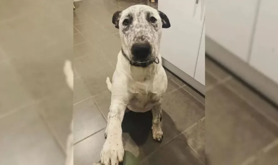 Pup That Was Returned Twice To The Shelter Hopes Her New Mom Will Finally Keep Her