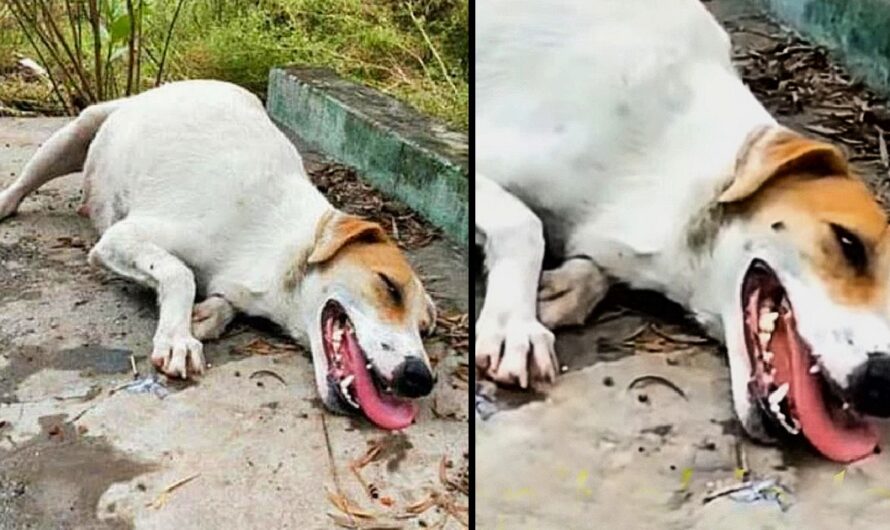 An expectant canine mother rests wearily on the pavement, in need of aid.