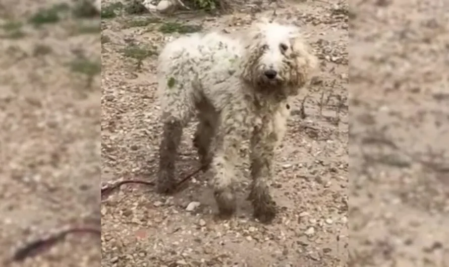 Injured Poodle Decided To Trust People Again, And They Repaid Him In The Best Possible Way