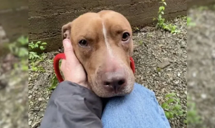 Scared Stray Pup Living In A Small Alley Is Found And Saved By An Amazing Rescuer