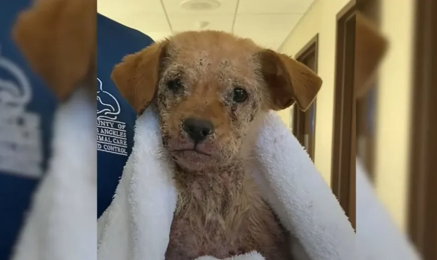 A Sad Little Puppy Who Was Covered In Mange And Unable To Walk Now Hops Like A Bunny