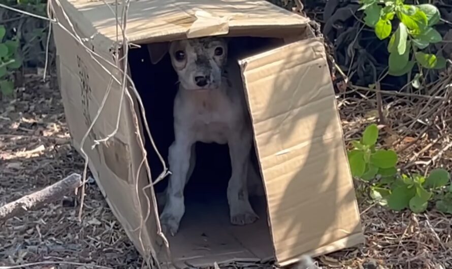 An Unforgettable Encounter with a Resilient Homeless Puppy That Moved Me to Tears