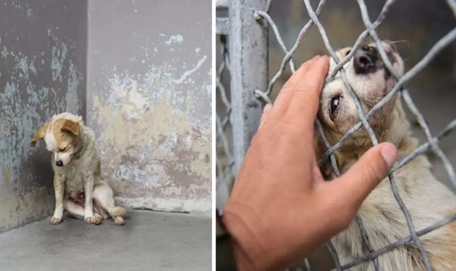 A Lonely Shelter Dog Longs for a Loving Embrace to Ease Her Aching Heart