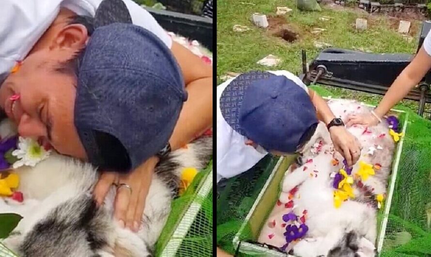 In a Touching Moment, a Dog Owner Says Goodbye to His Cherished Companion, Fondly Calling Him ‘His Son.’