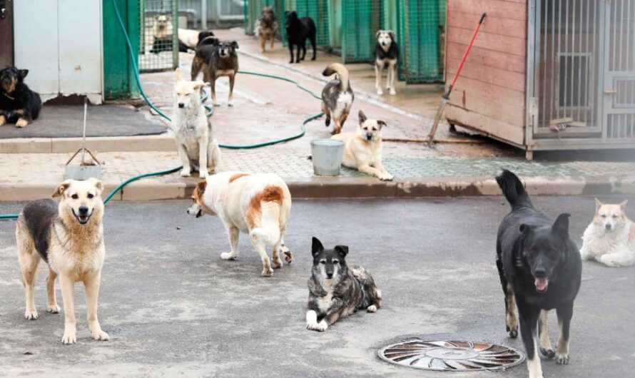 Heartrending Scene: Abandoned Dogs Gather at Shelter, Waiting for a Full Meal, Touching Millions Around the World