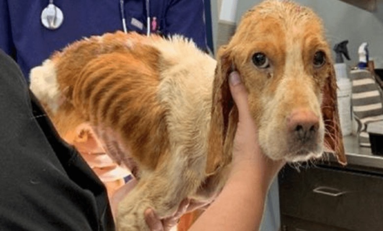 A Fearful and Malnourished Canine Discovered Alone in a Crate, Filled with Heartrending Sorrow.