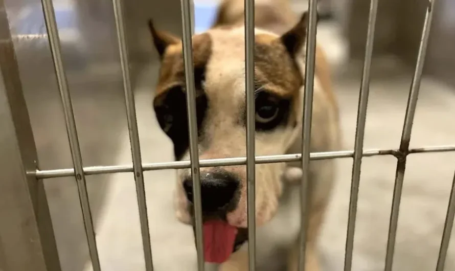 Shelter Dog Who Was About To Be Euthanized Gets Saved At The Last Moment