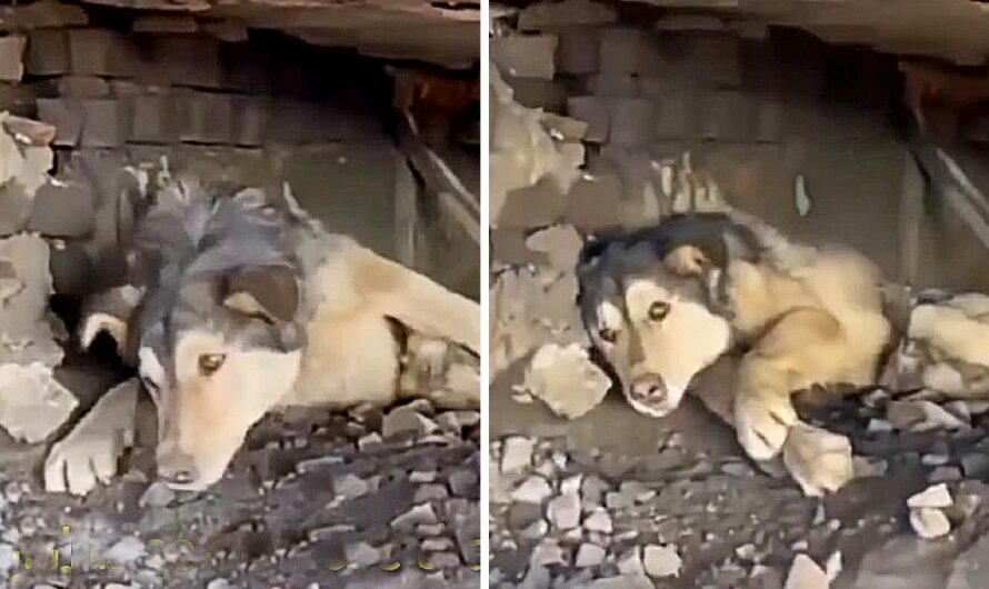 A helpless husky defies the odds and survives beneath the train rails, demonstrating remarkable resilience and unwavering determination.