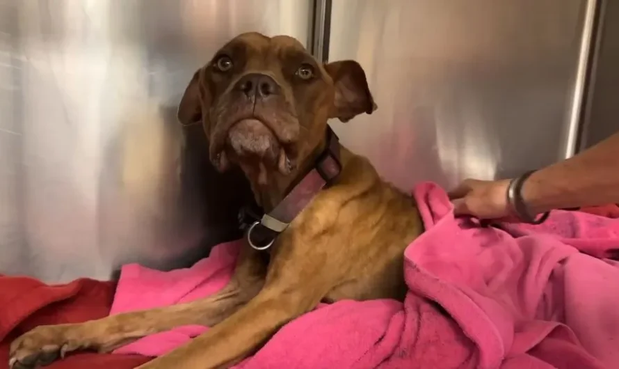 Paralyzed ‘Skeleton’ Dog Found Laying In Trash Feels Loved One More Time