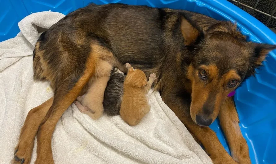 An Adorable Journey: A Rescued Pup Finds Meaning and Unwavering Affection as a Surrogate Mom to Three Precious Kittens.