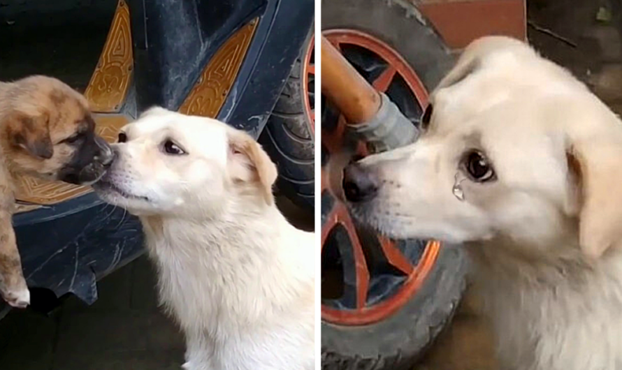 When her puppy leaves, the mother dog follows after him and gives him lots of kisses, touching people’s hearts with a moving display of maternal love while they are apart.